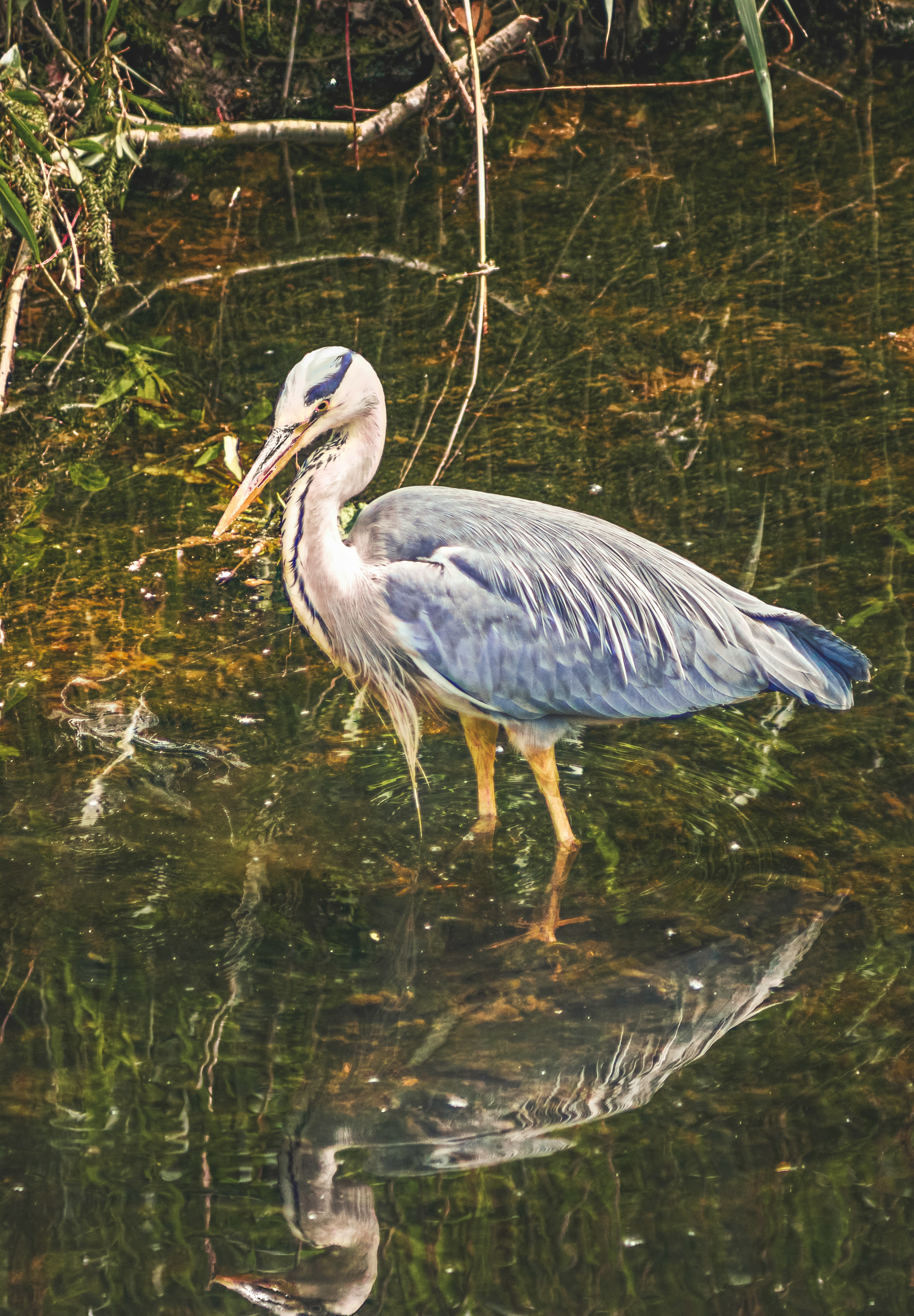 white and gray bird on water